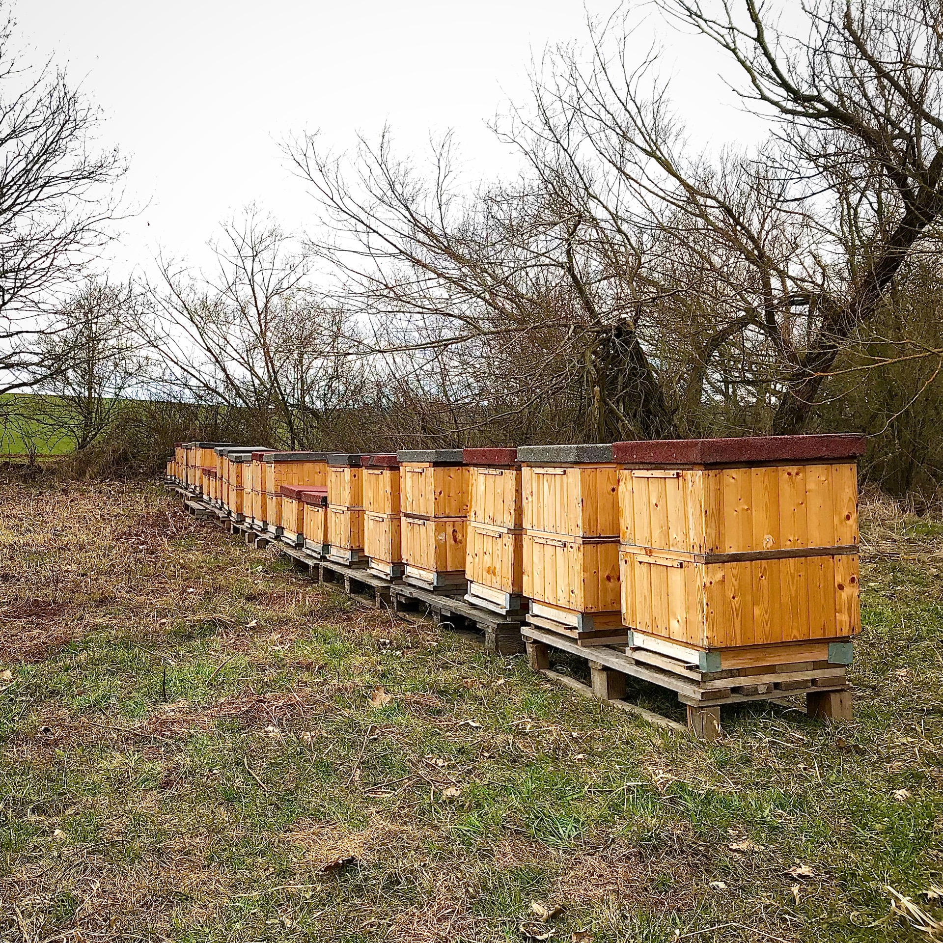 Včelstva u Rabasova mlýna